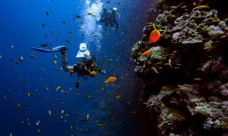 Spots de plongée en Australie