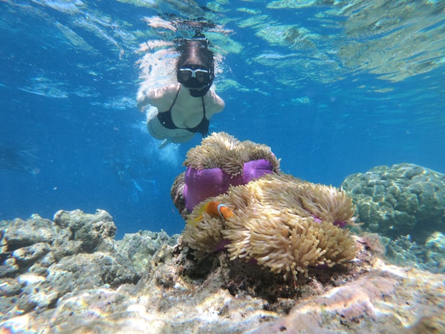 Quelle île choisir pour une expérience de snorkeling inoubliable ?