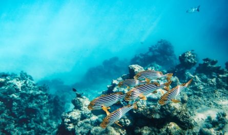 La faune marine en Laponie