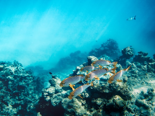 La faune marine en Laponie