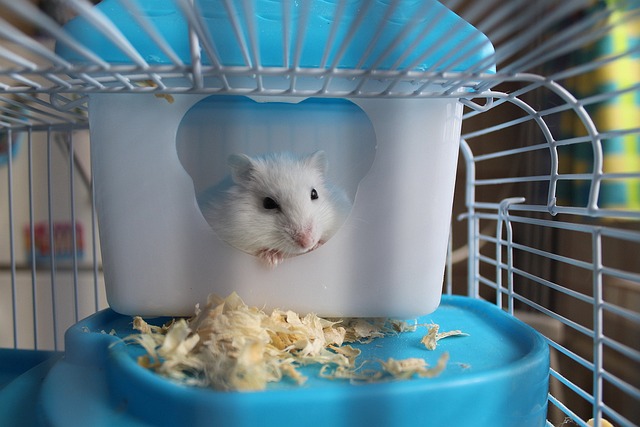 Comment prendre soin de votre hamster de manière efficace